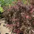 Kép 2/2 - Acer palmatum 'Tamukeyama' - Japán juhar