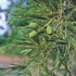 Kép 3/3 - Alnus glutinosa 'Imperialis' - Szeldeltlevelű mézgás éger