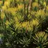 Kép 1/2 - Cephalotaxus harringtonia 'Korean Gold' - Oszlopos Áltiszafa