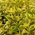Kép 1/2 - Ligustum Ovalifolium 'Argenteum' - Aranytarka levelű fagyal