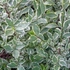 Kép 1/2 - Ligustrum ovalifolium 'Argenteum Silver' - Ezüstös Fagyal