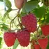 Kép 1/3 - Rubus idaeus 'Willamette' - málna